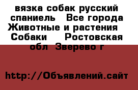 вязка собак русский спаниель - Все города Животные и растения » Собаки   . Ростовская обл.,Зверево г.